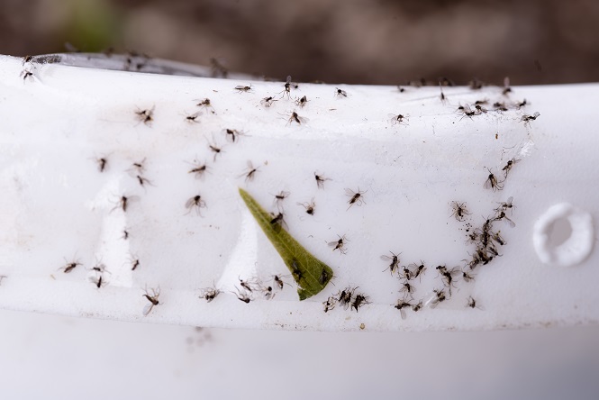 fungus gnats