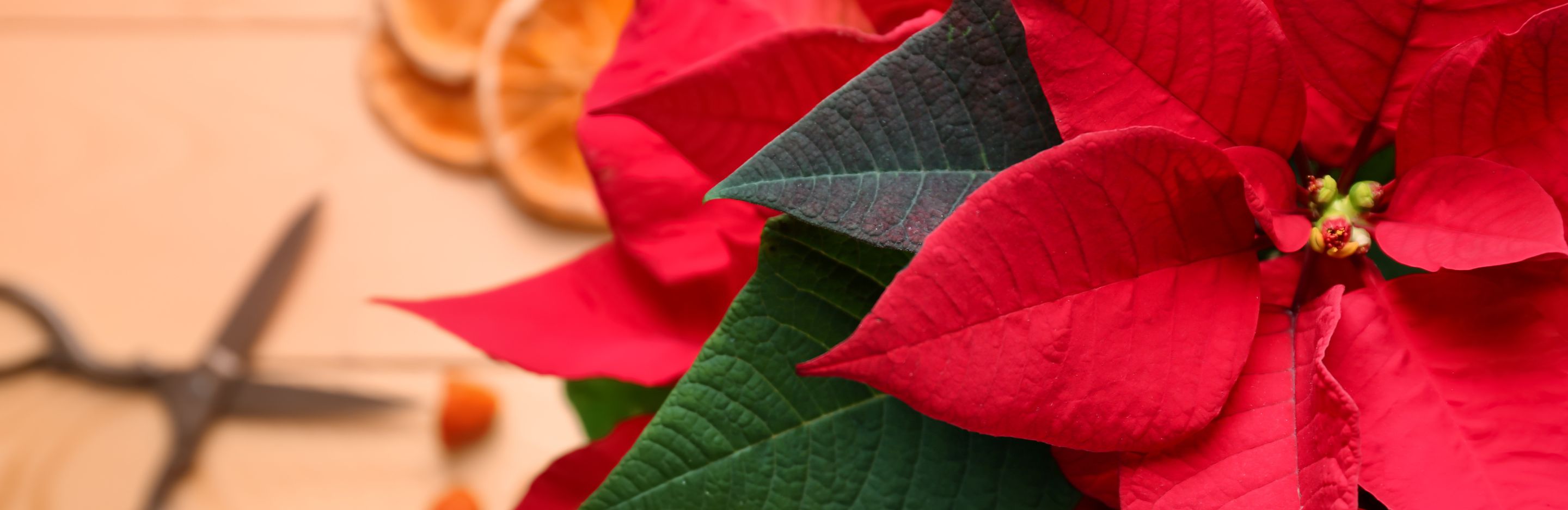 gifts from the garden