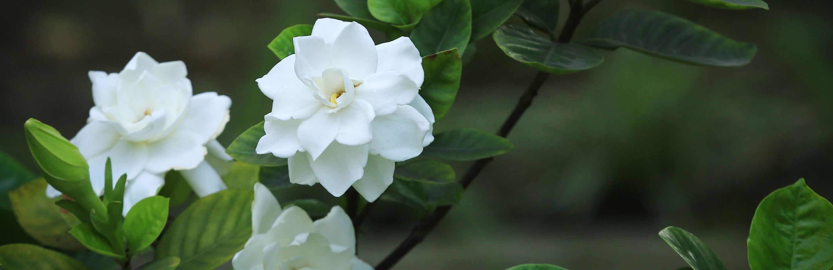 Gardenia