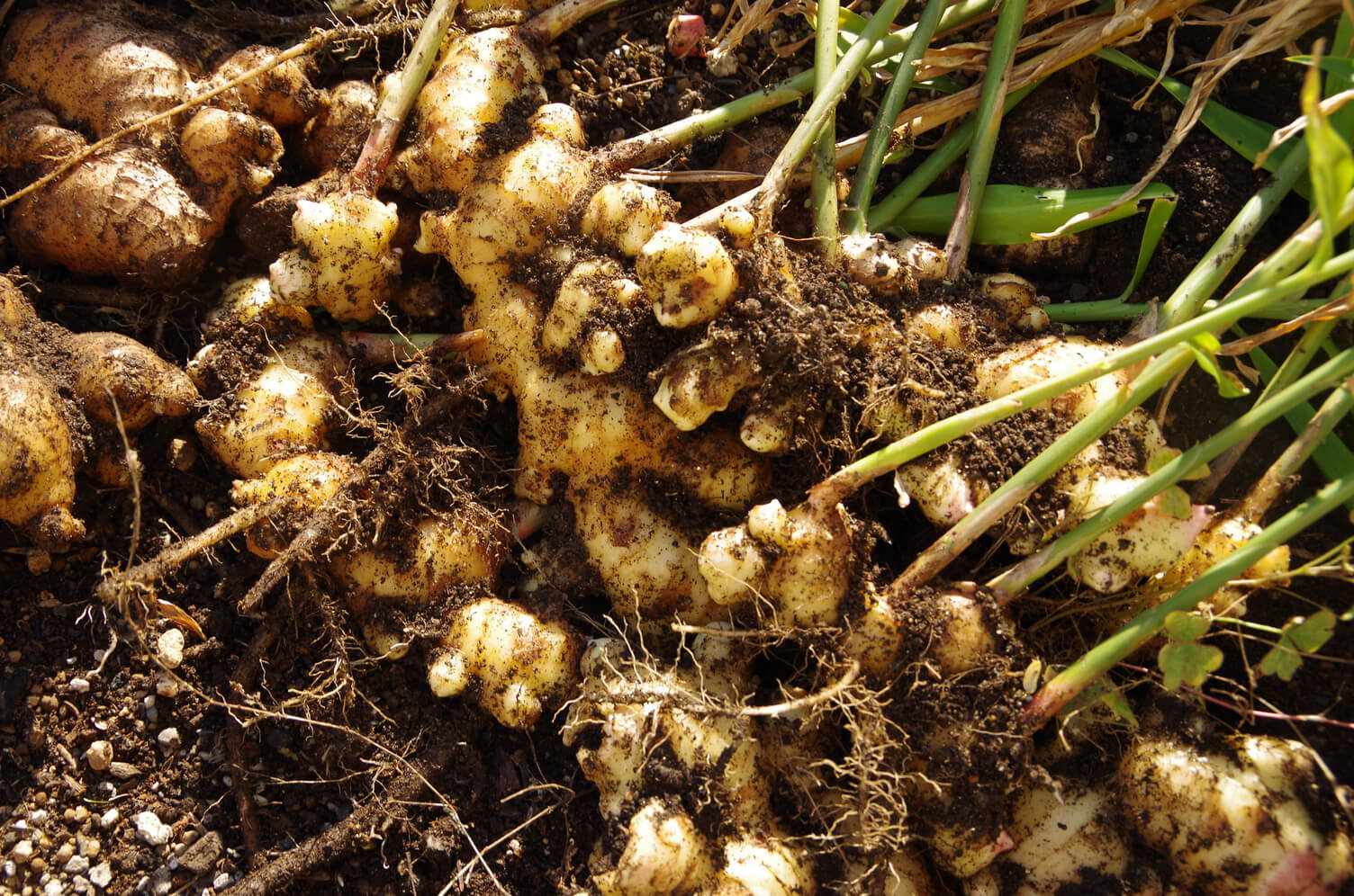 Harvesting a bunch of Ginger