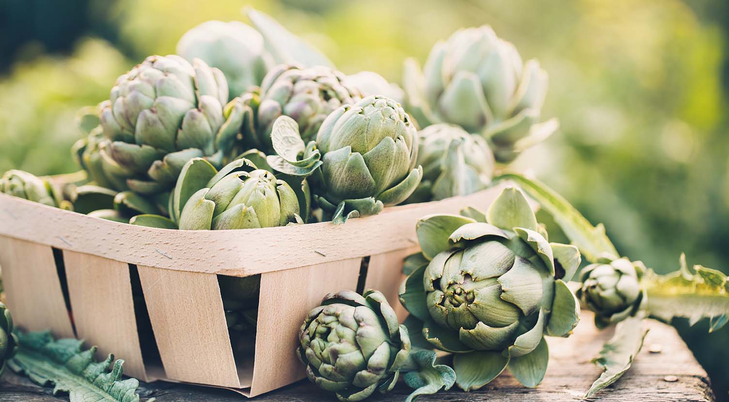 Globe Artichoke Harvested