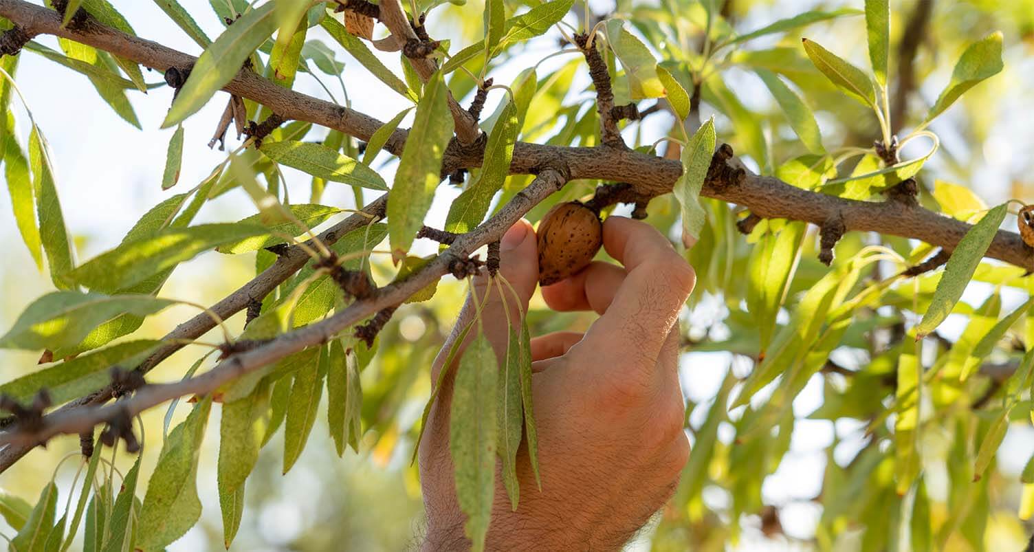 Harvesting Almond