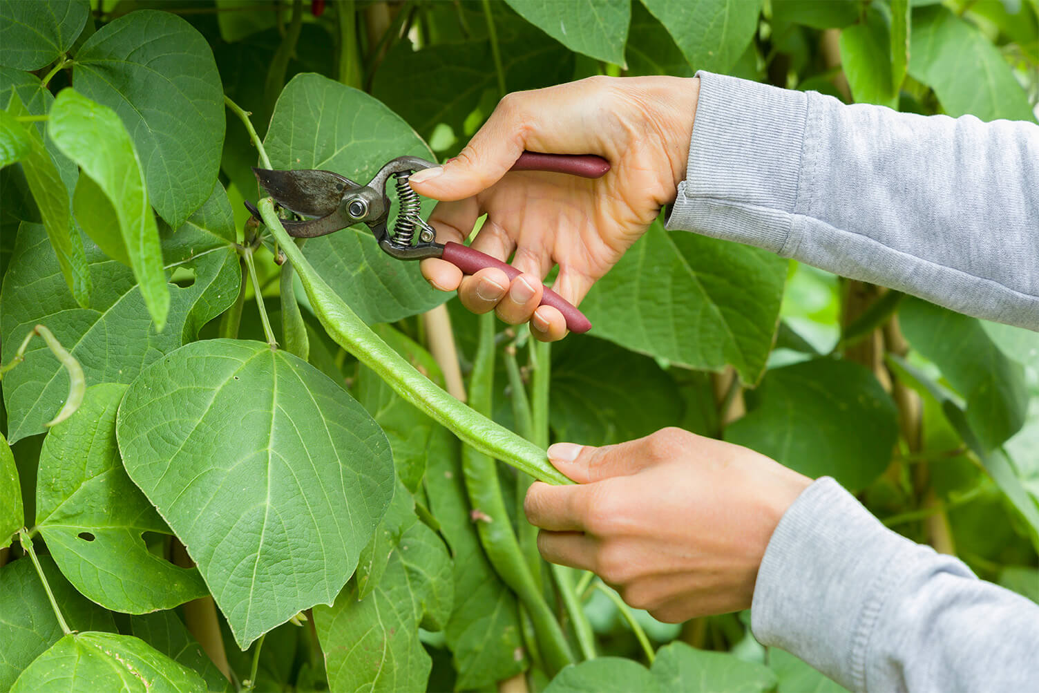 Harvesting beans