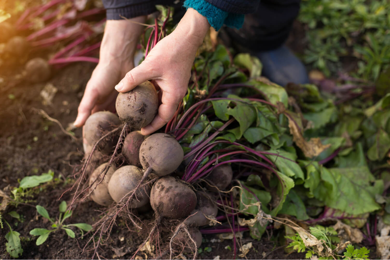 Harvesting Beetroot