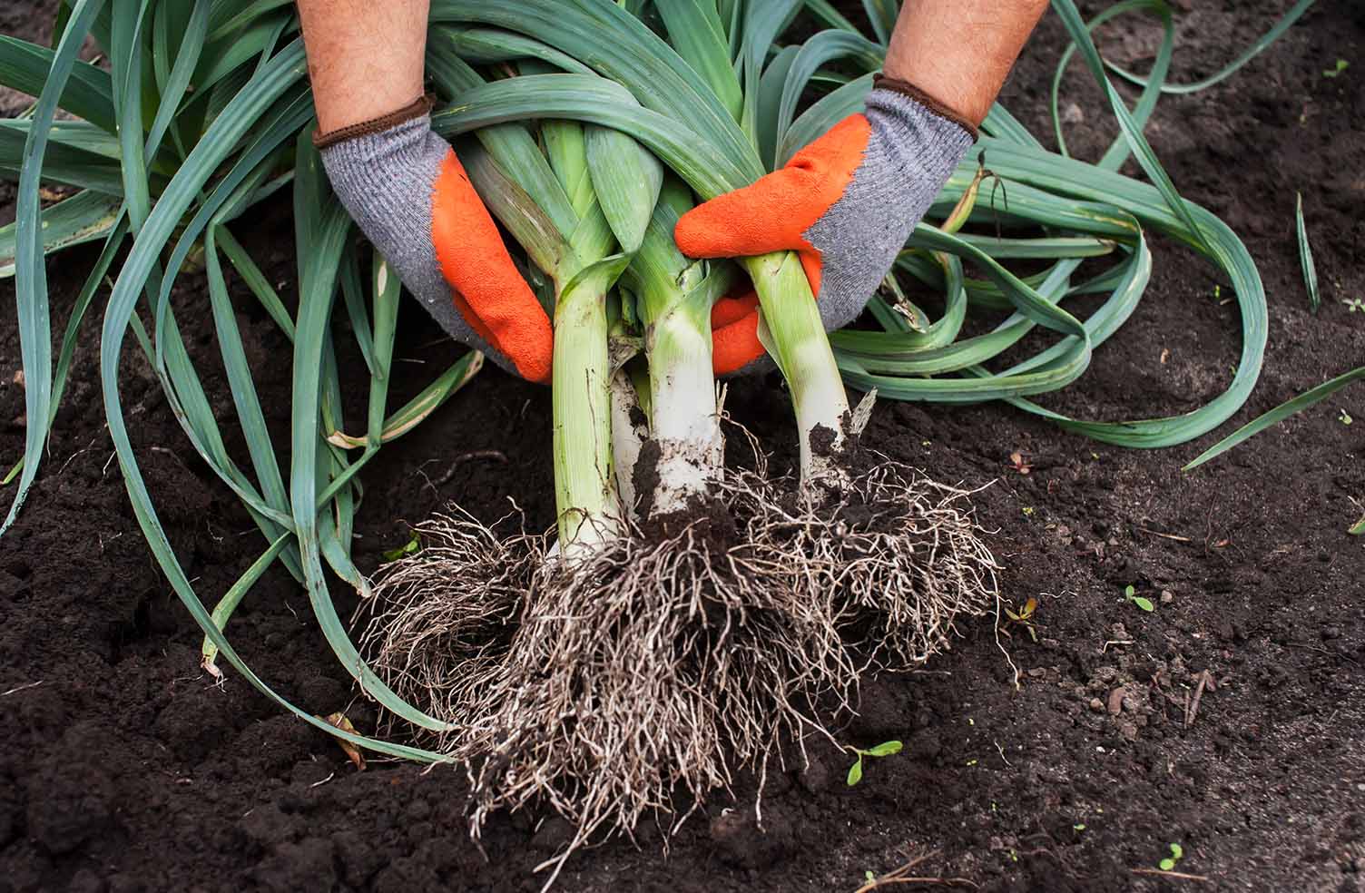 Harvesting Leeks