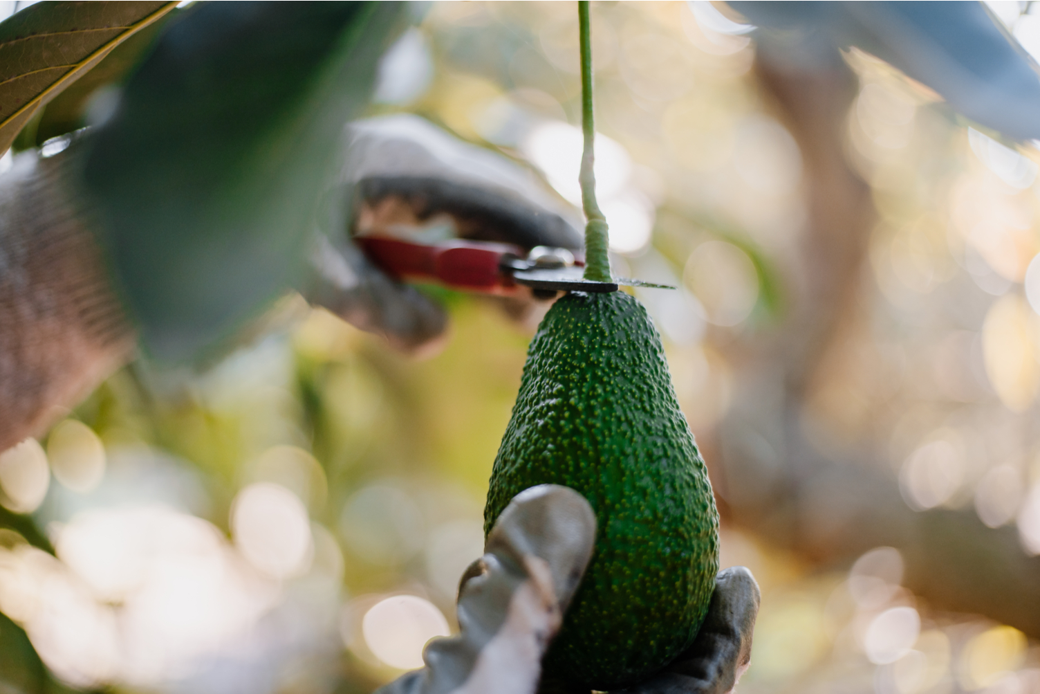 Harvesting avocado