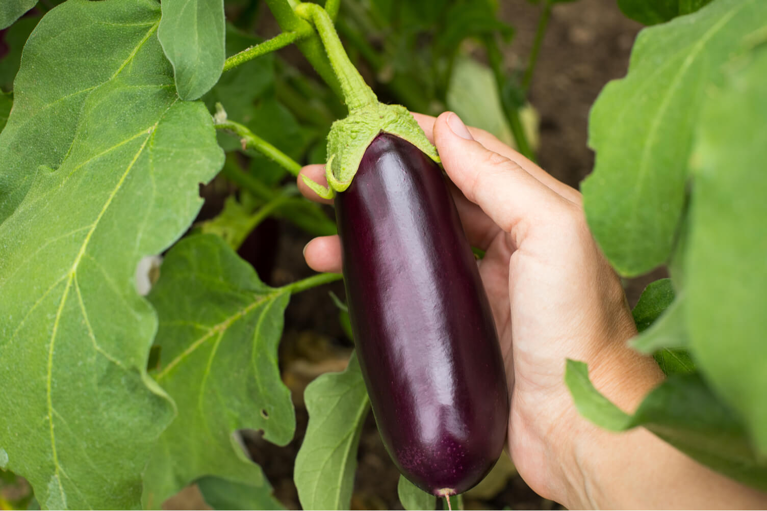 Harvesting eggplant