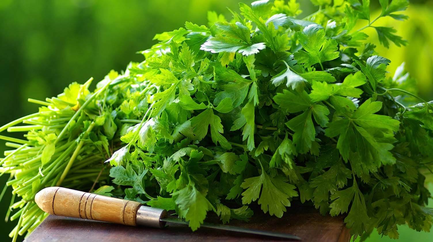 Harvesting Parsley