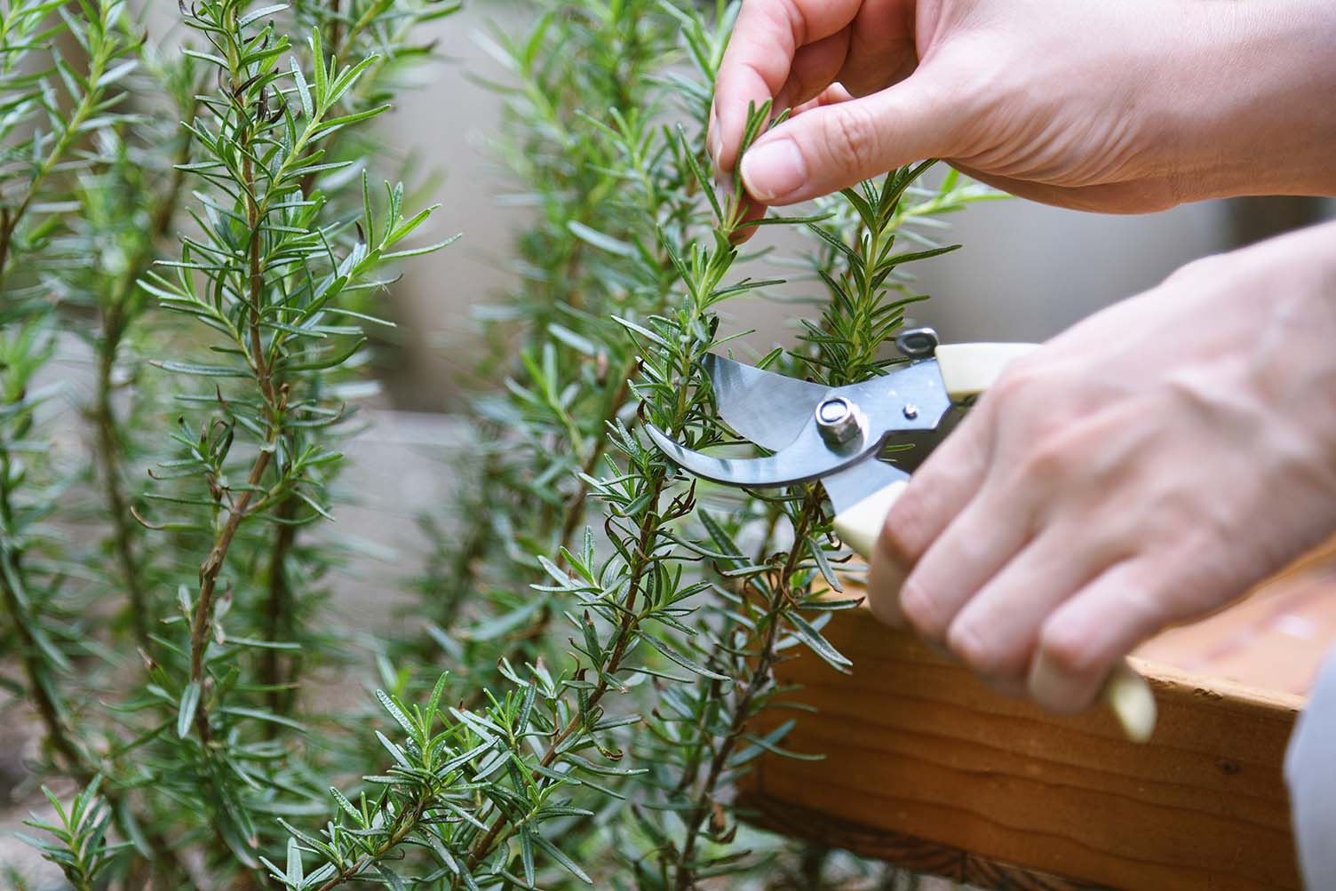 Harvesting rosemary