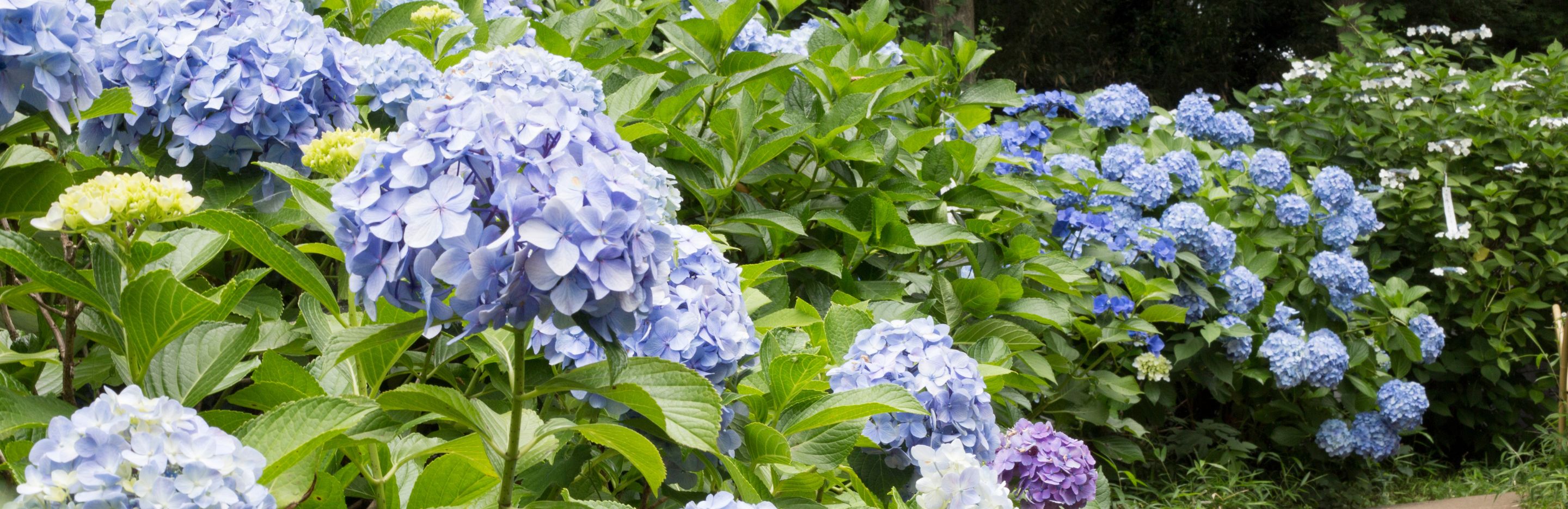 Hydrangea best varieties