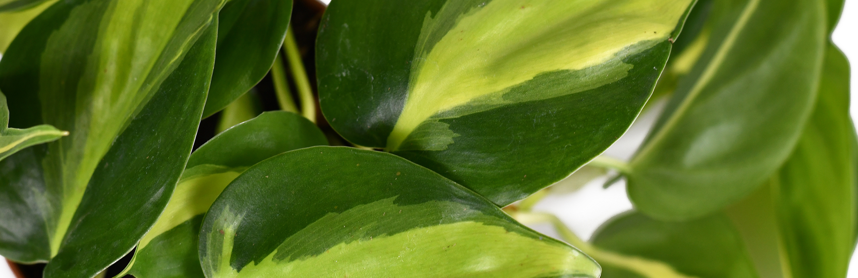 Philodendron Plant