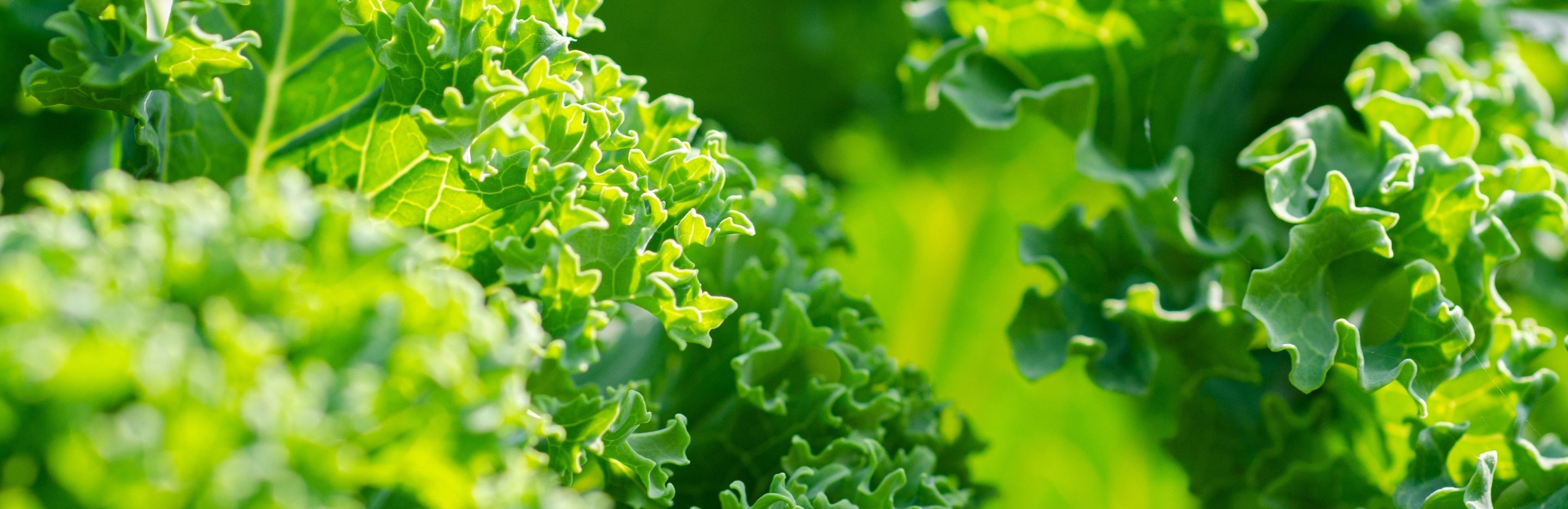 How to grow kale