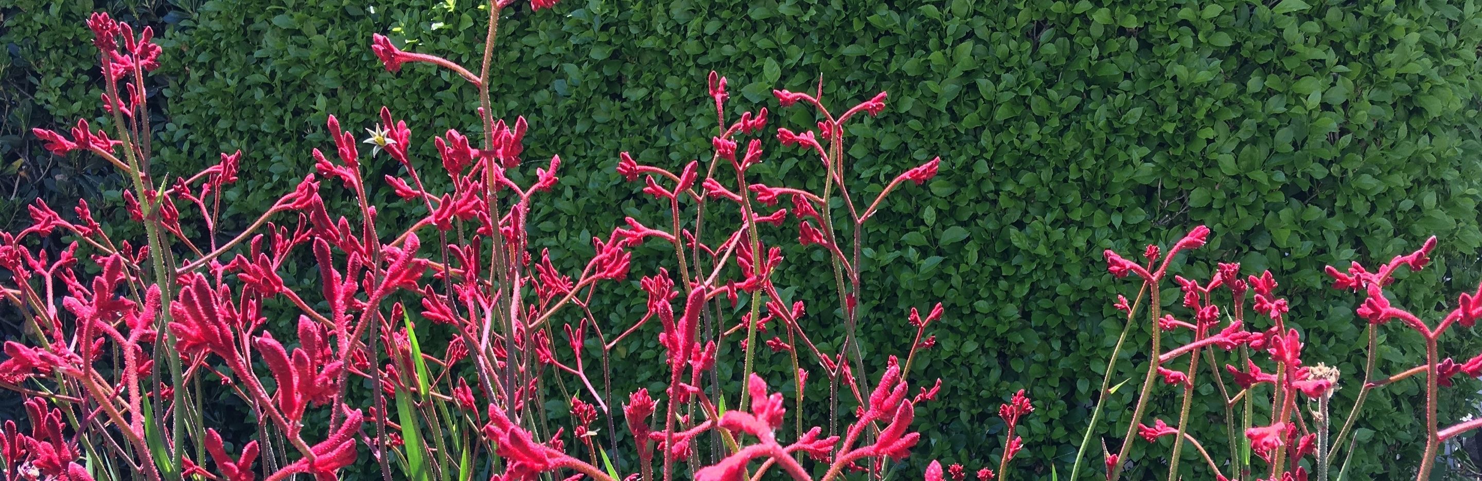 how to grow kangaroo paw