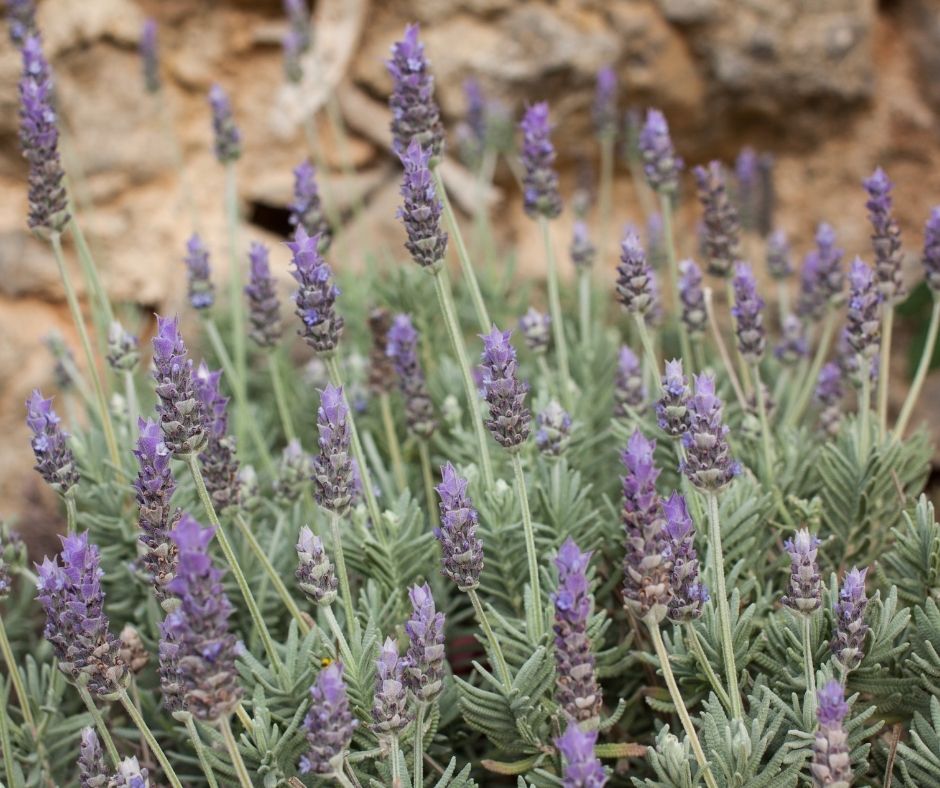 French lavender (Lavandula dentata)