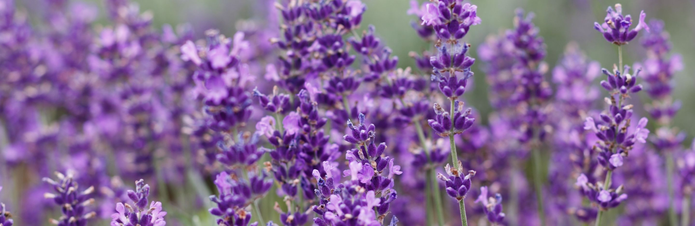 How to grow & care for lavender
