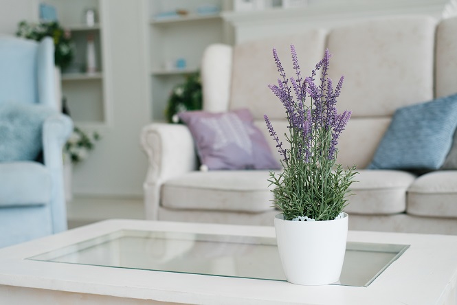 Fragrant indoor plants for your home | Love The Garden