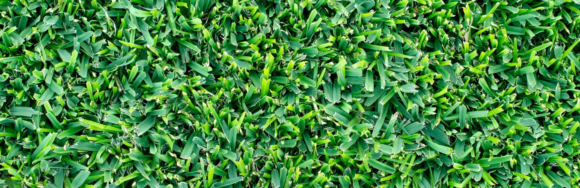 How To Grow & Care For Buffalo Lawn