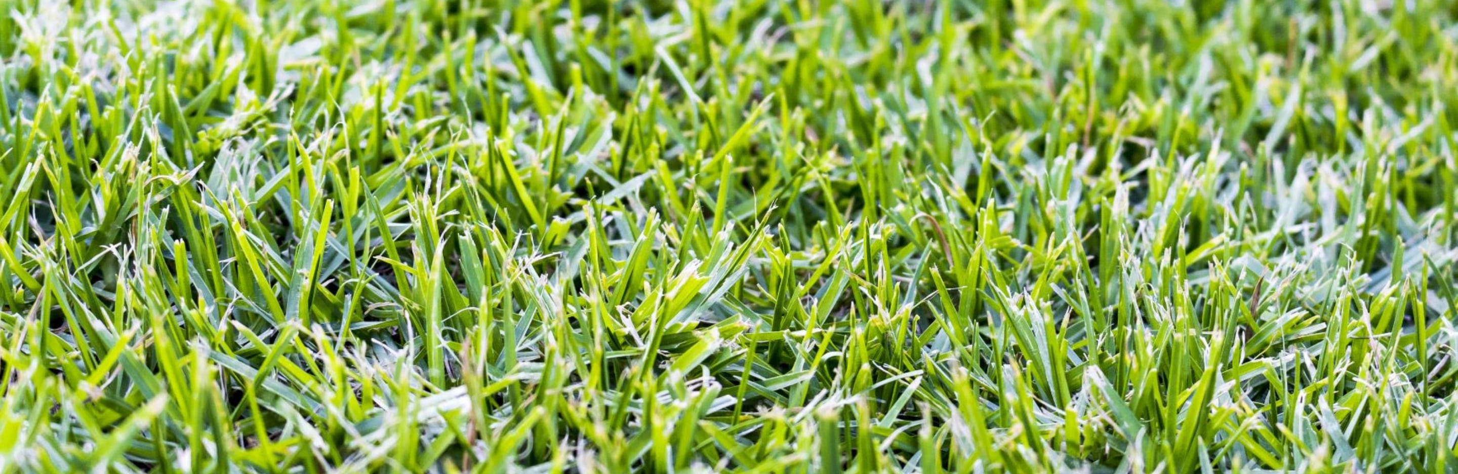 How To Grow & Care For Kikuyu Lawn