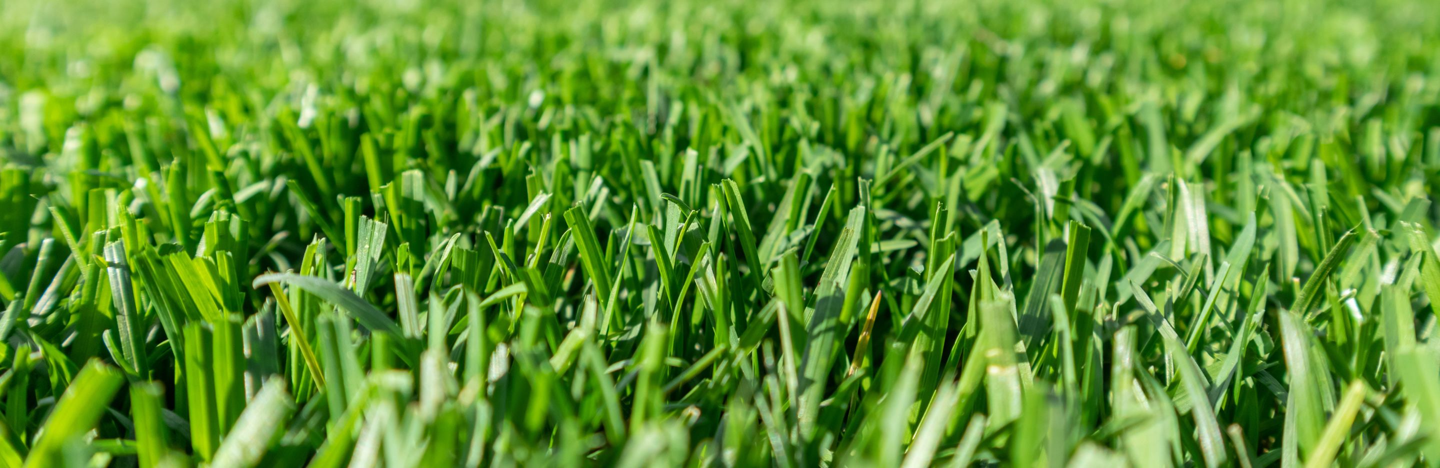 Common Lawn Care Questions Australia