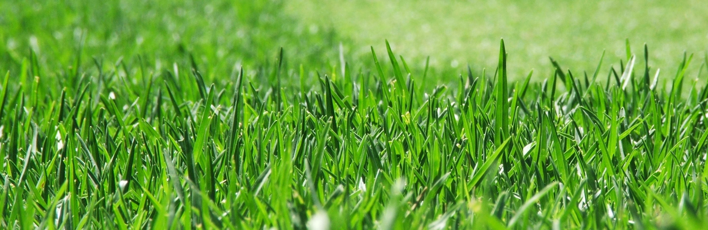 Summer lawn care - Gardening tips | Love the Garden