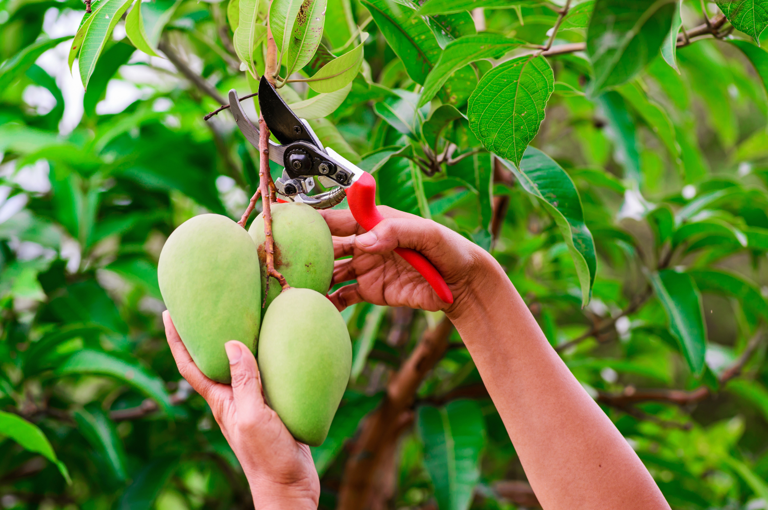 Mango - Harvest