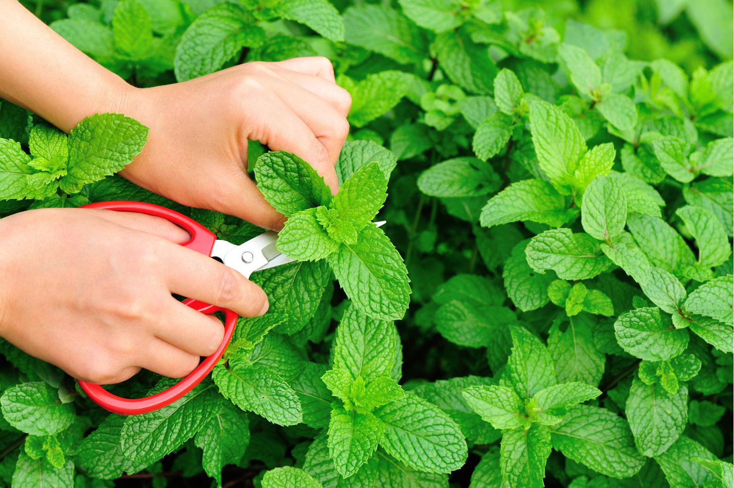 Mint Harvest