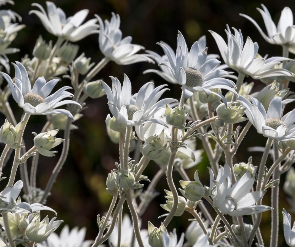 Australian Native Flannel Flower