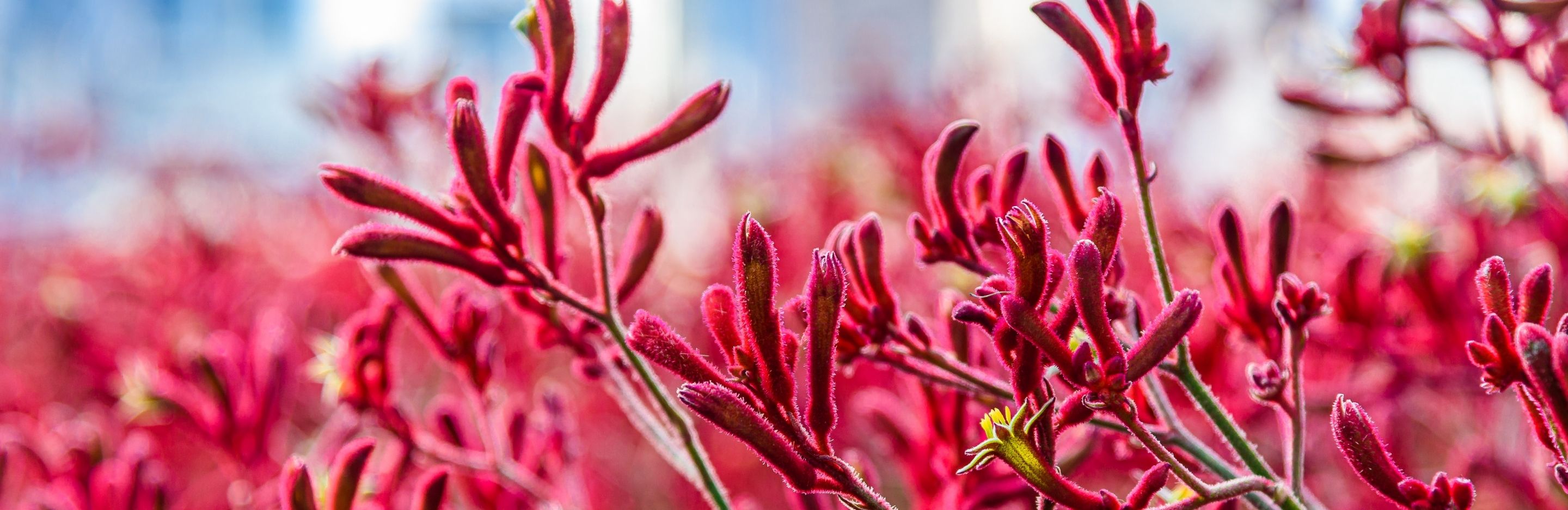 5 Best Australian Native Plants To Grow