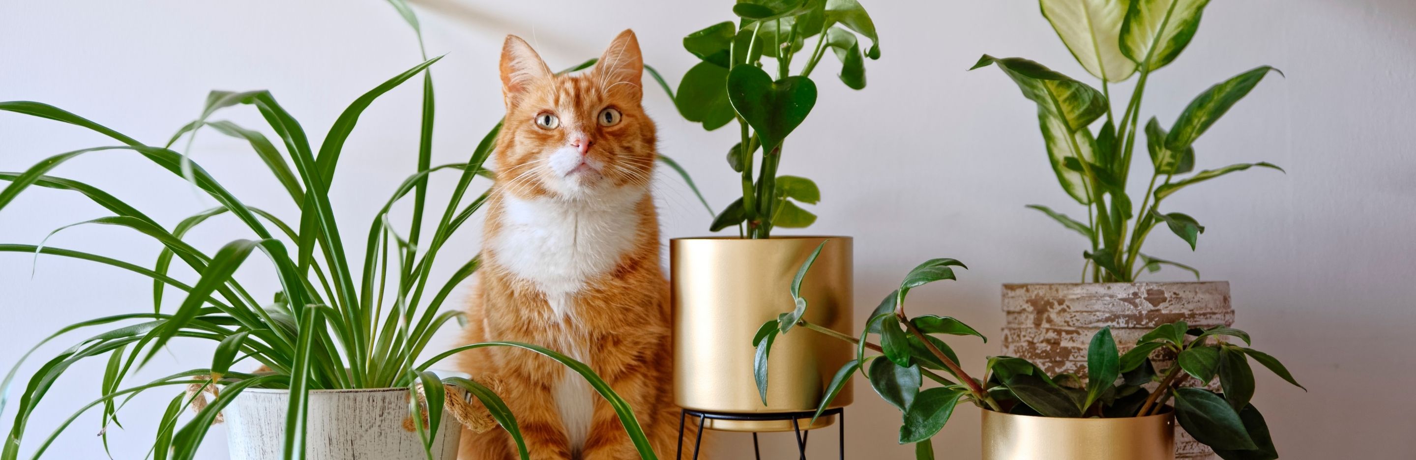Pet-Friendly Indoor Plants