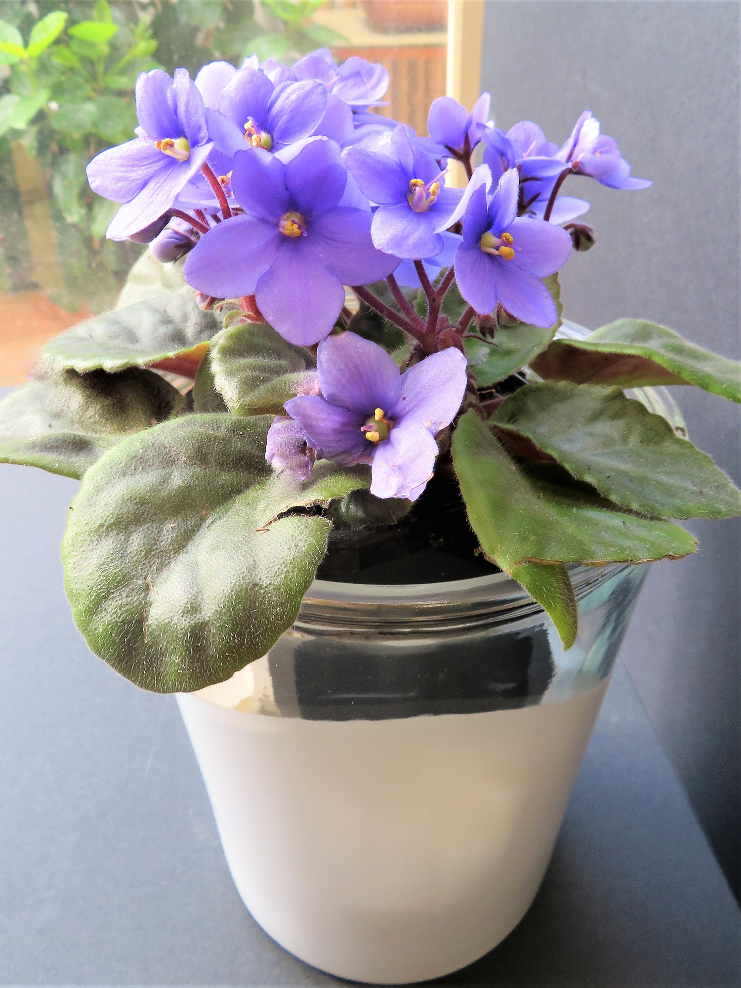 African Violet