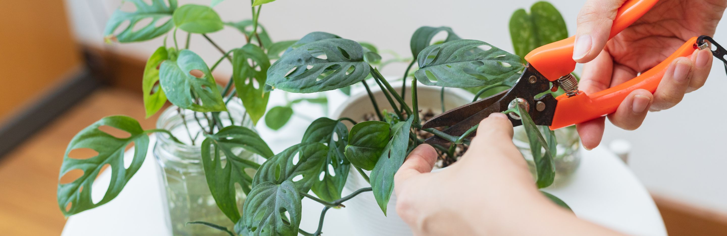 Plant Propagation: Learn How to Propagate Plants