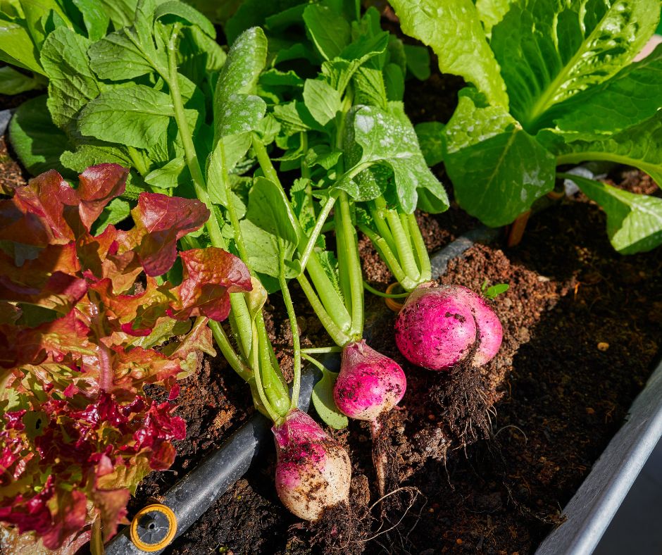 radish harvest