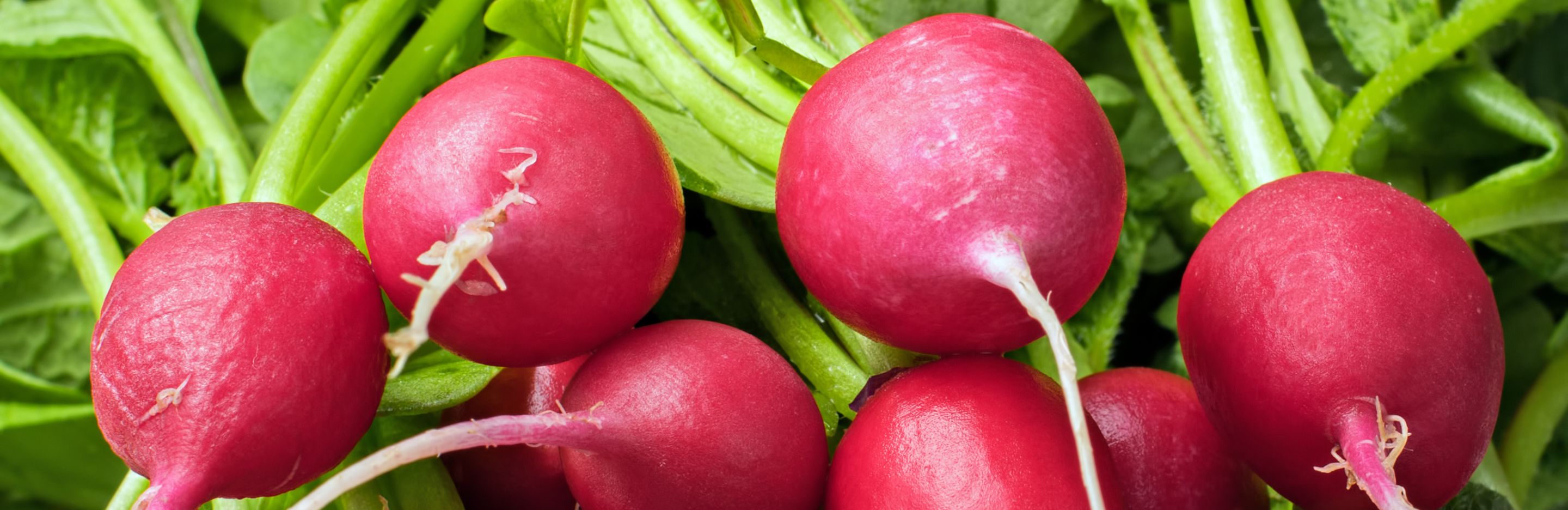 how to grow radish