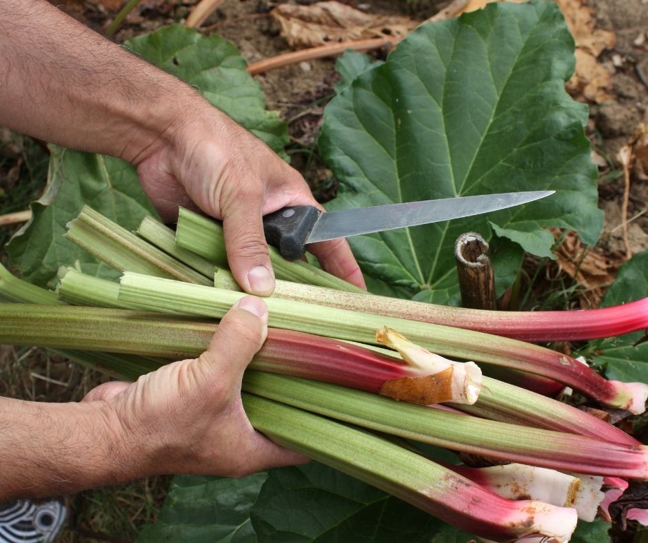 rhubarb harvest