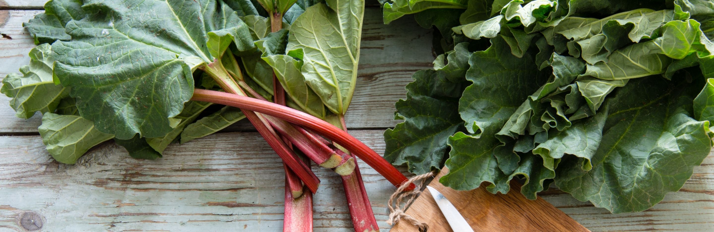 How to grow & care for rhubarb