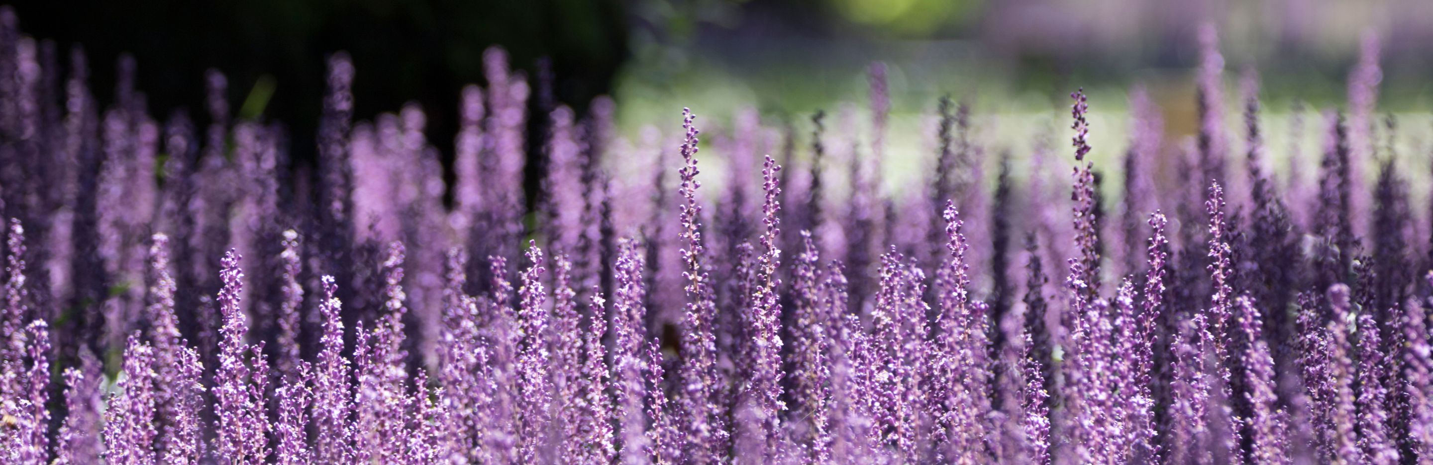 15 Shade Loving Plants That’ll Brighten Up Your Garden 