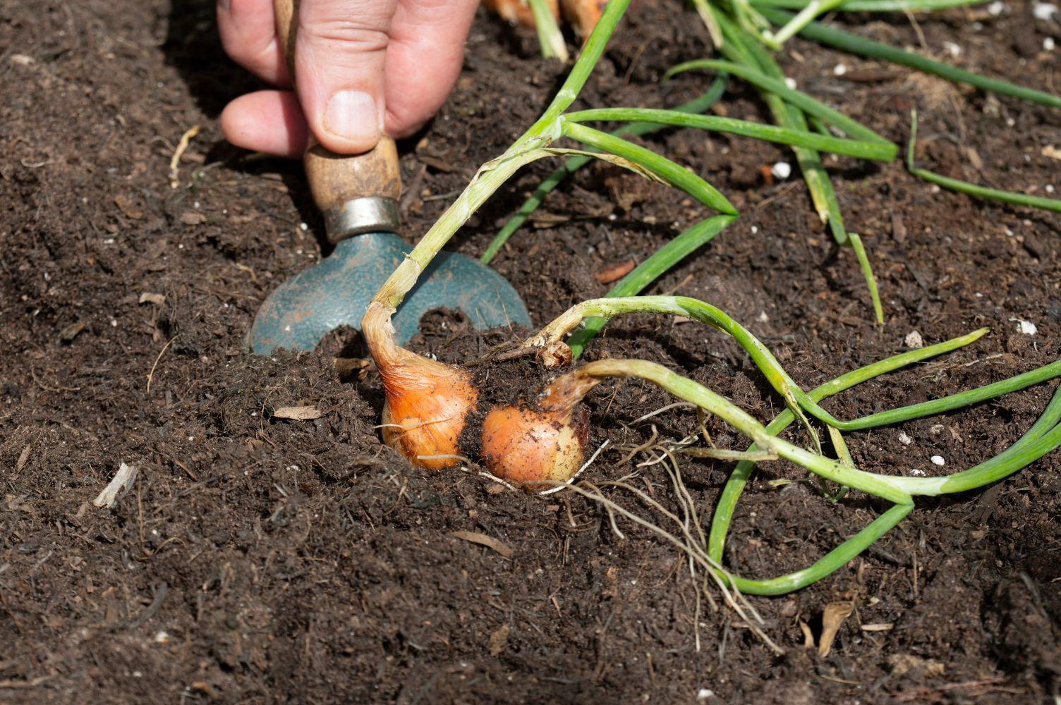 Shallots Harvest