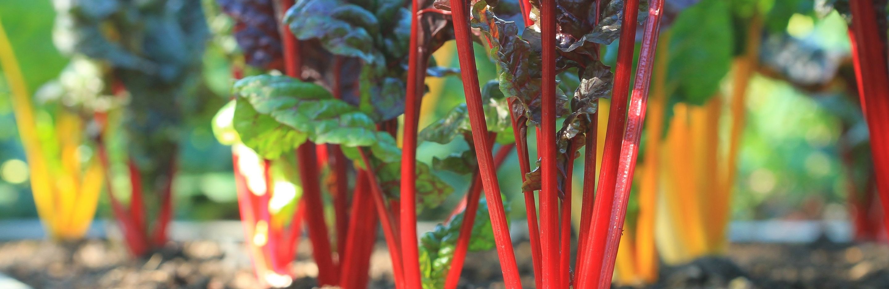 How to grow & care for silverbeet