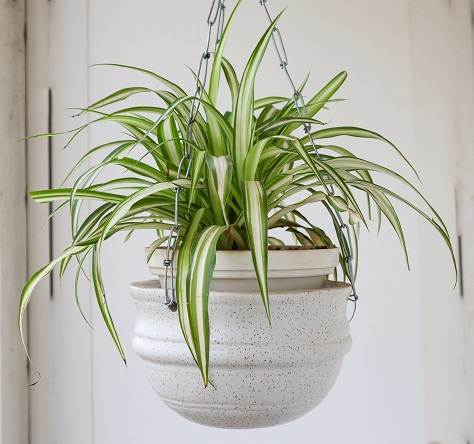 Spider plant