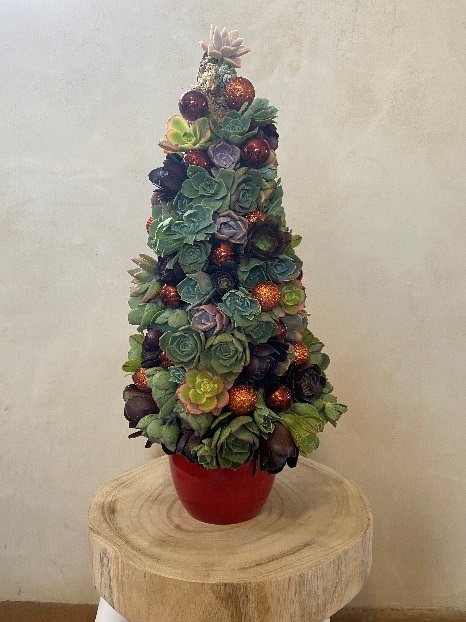 Succulent xmas tree