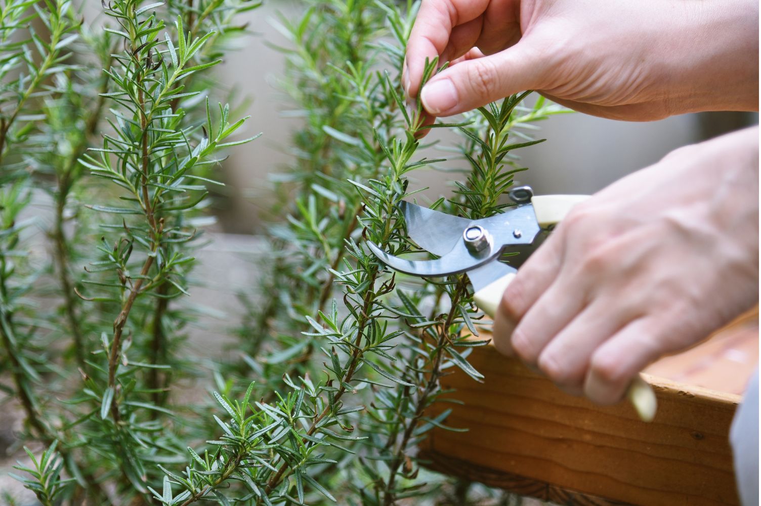 Thyme Harvest