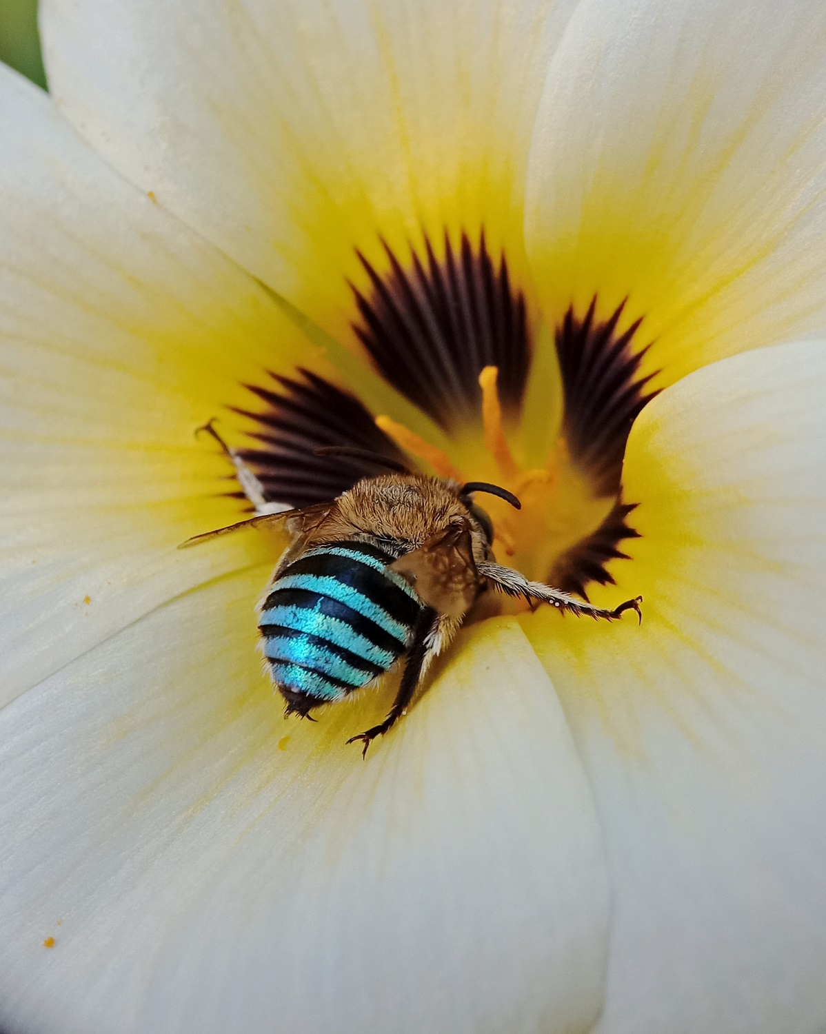 Blue Banded Bee (Aus Native)