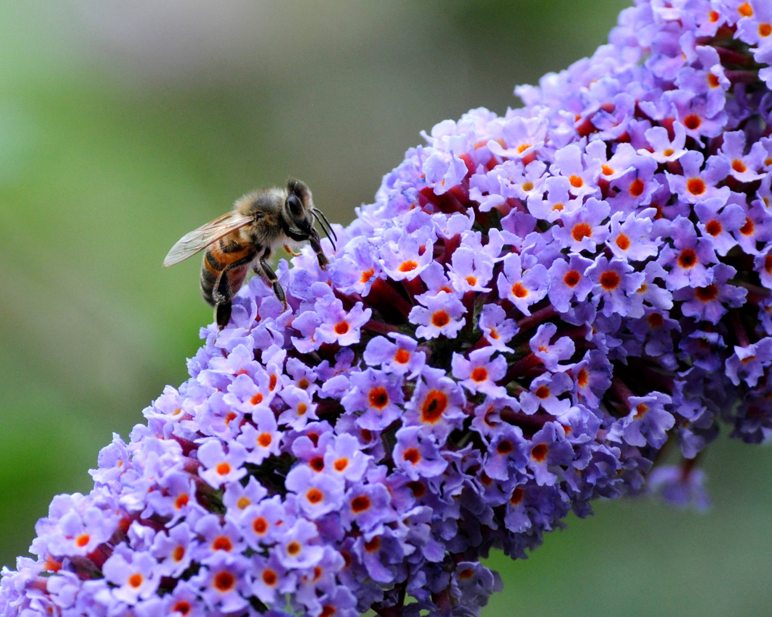 Buddleia Flower