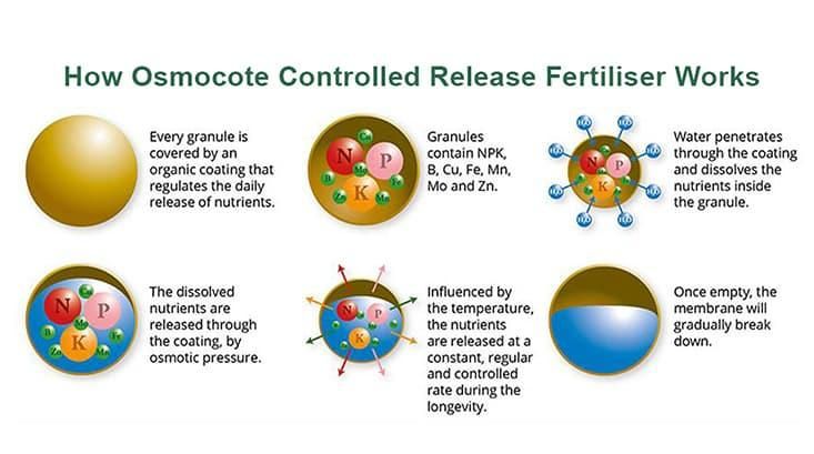 Osmocote Controlled Release Fertiliser Benefit
