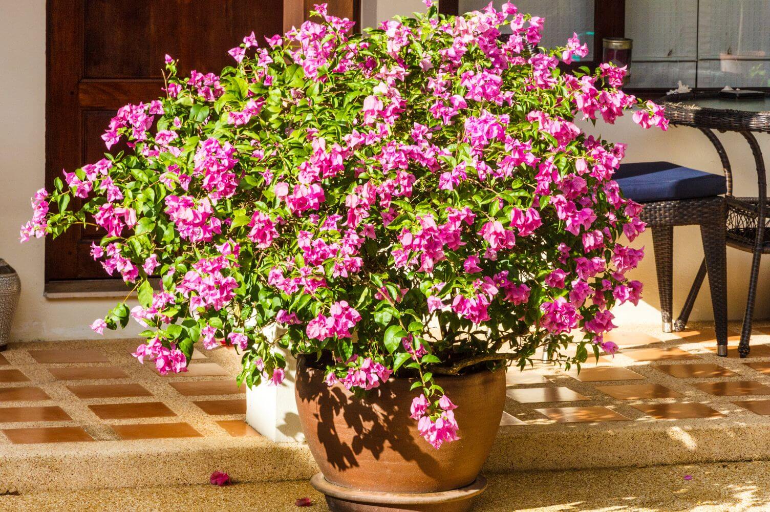 Machu Picchu Palais des enfants vide growing bougainvillea in pots ...