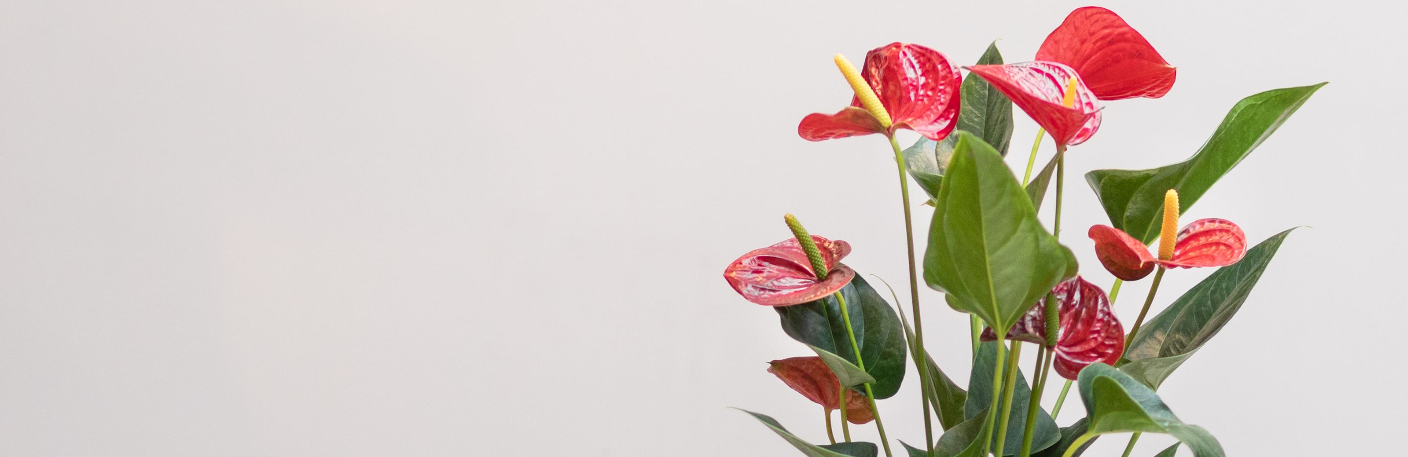 Colourful Indoor Plants For Your Home