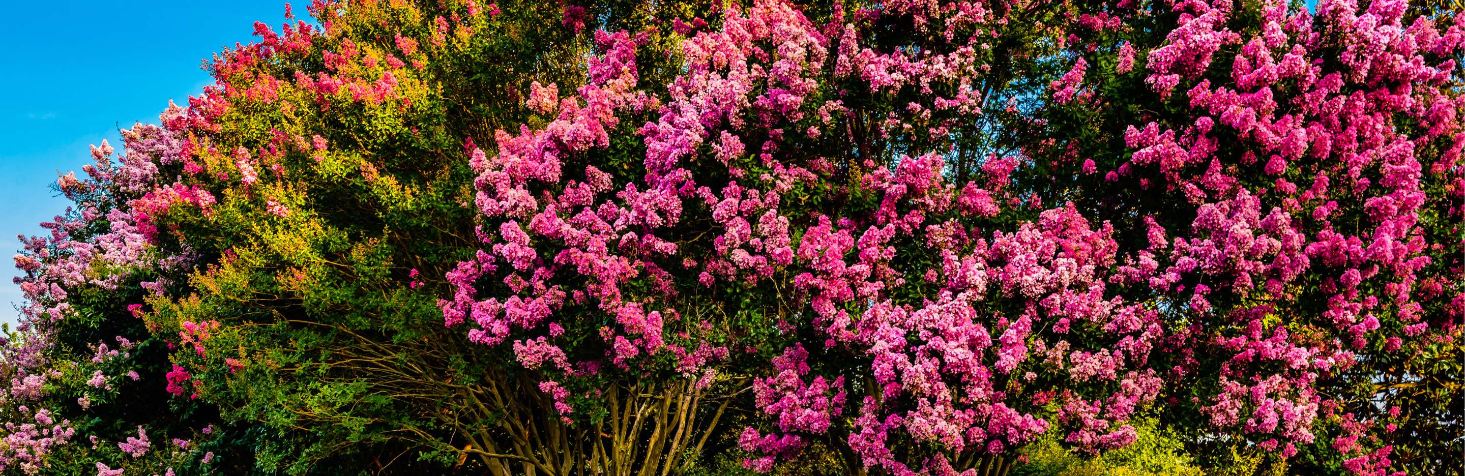 crepe myrtle trees