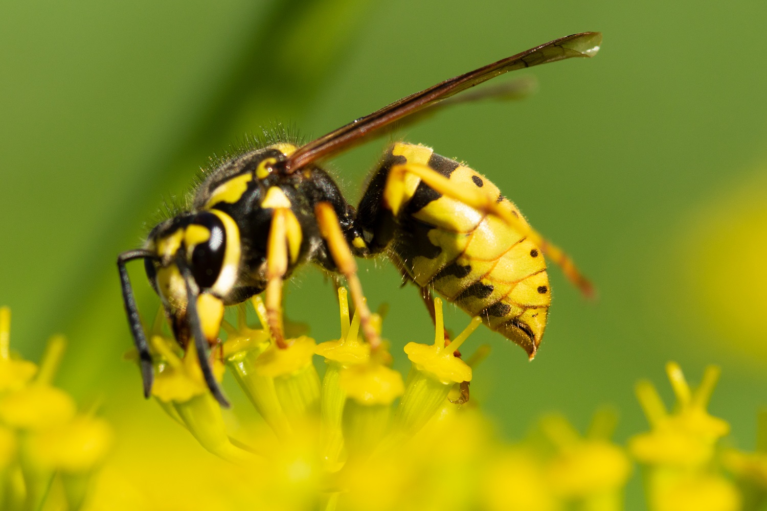 European Wasp