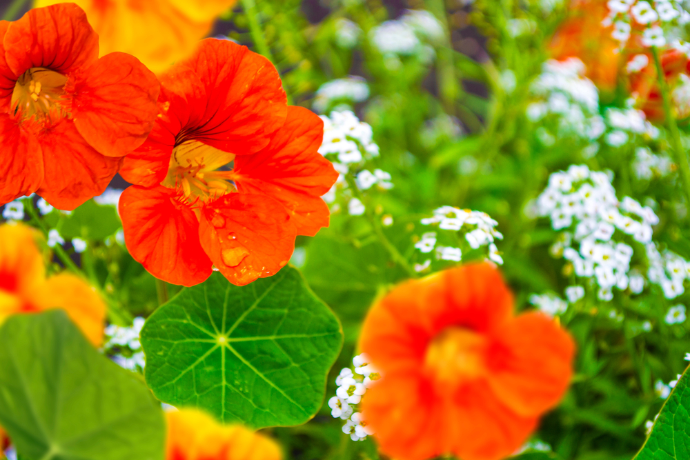 garden-smarter-companion.jpg Tips to garden smarter