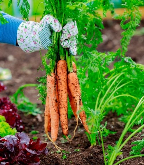 Simply Garden Carrot Autumn King Fresh Vegetable Seeds Grow Your Own Garden 